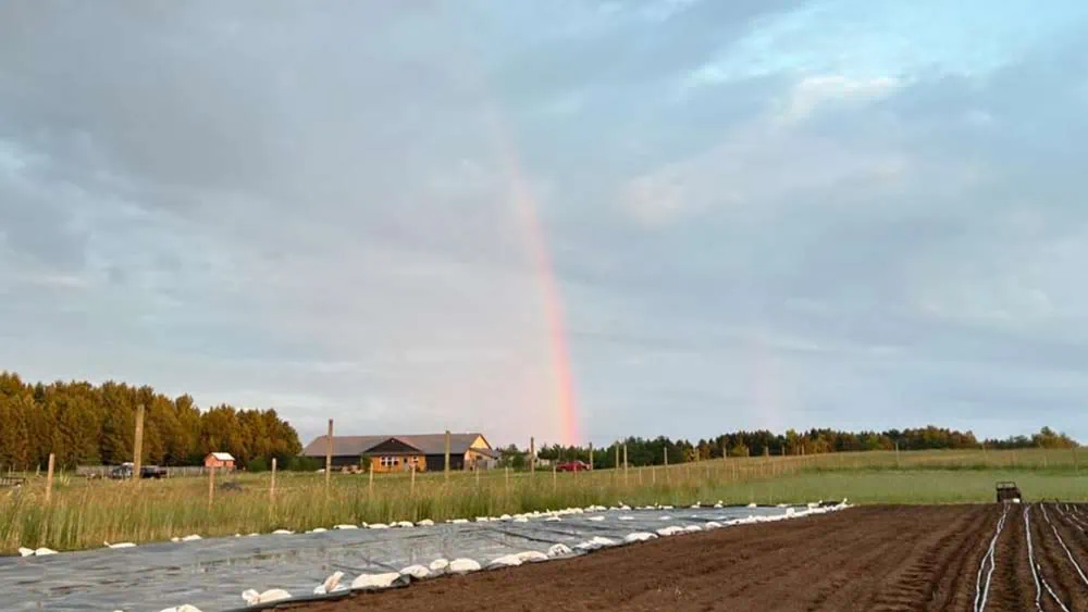 Rainbow at the lively farm